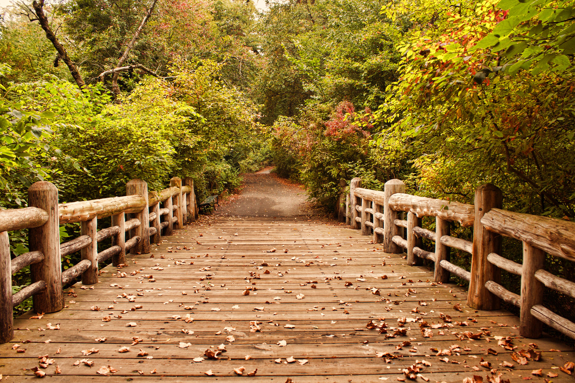 "A Bridge Into Autumn"