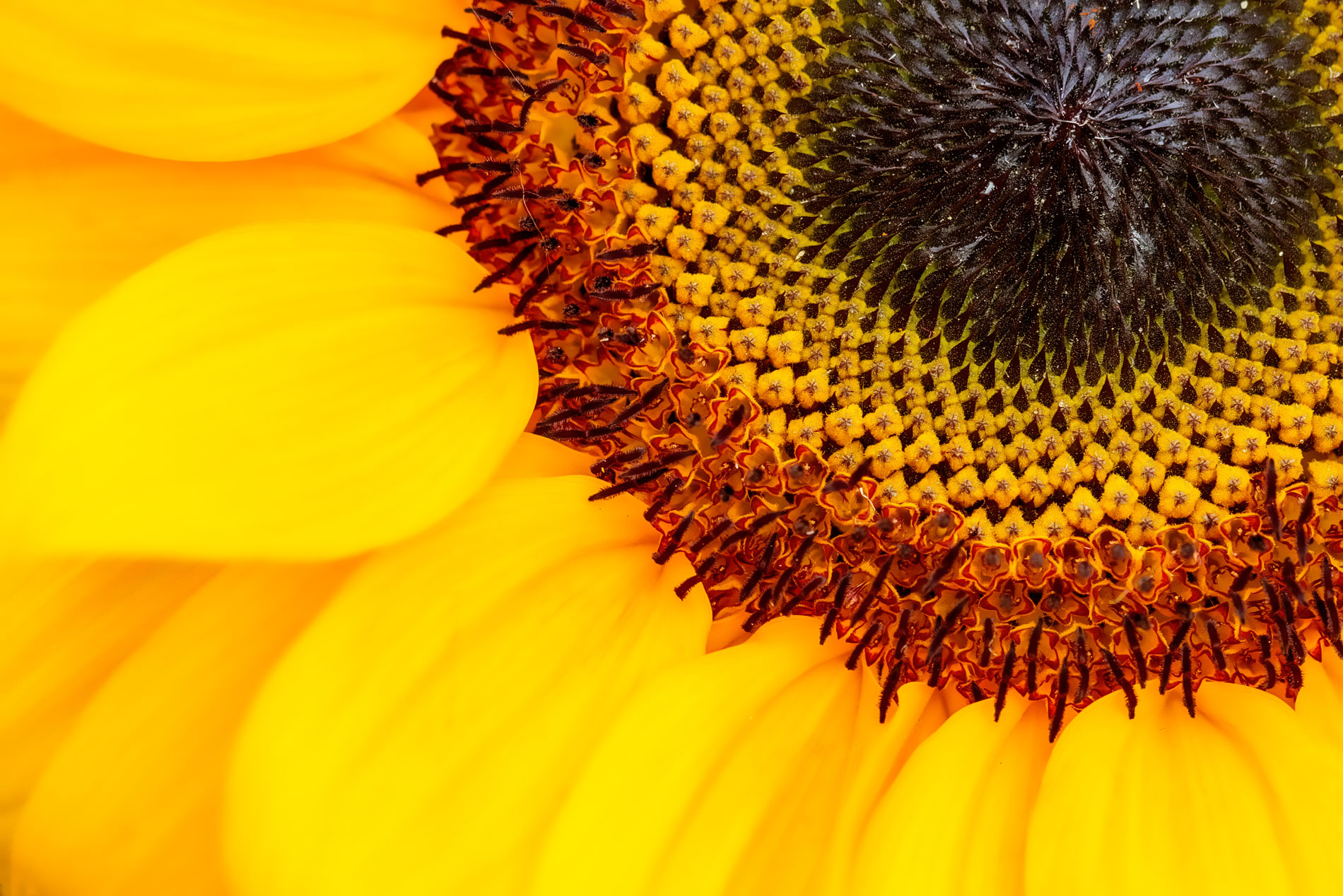 Golden Ratio Sunflower