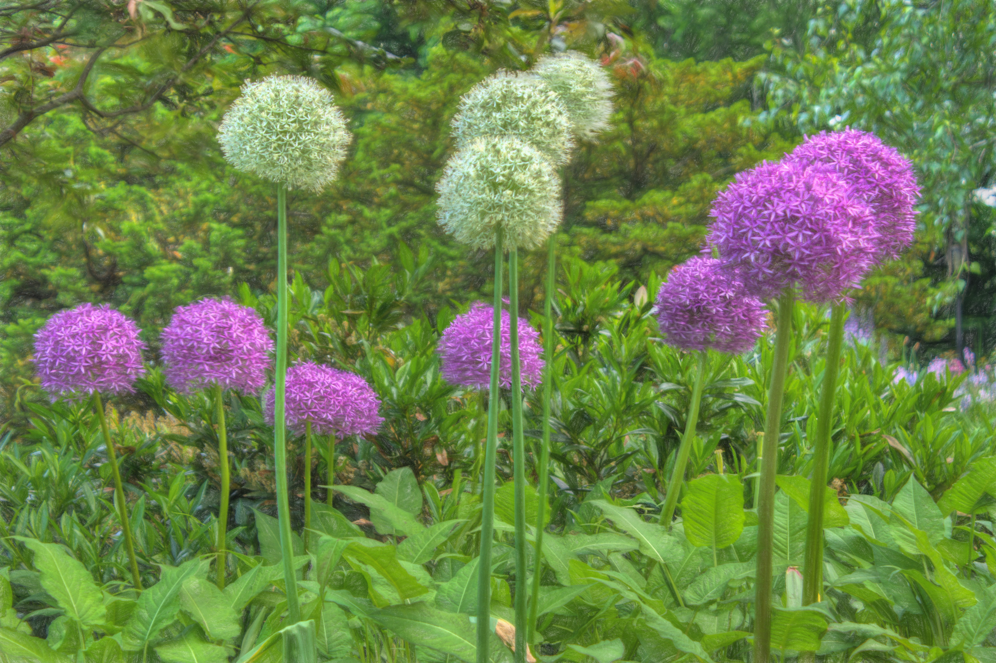 Flowers in Fort Tryon Park.