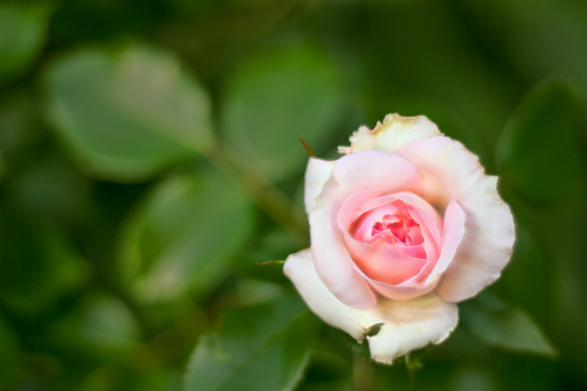 Beauty In Pink & Green
