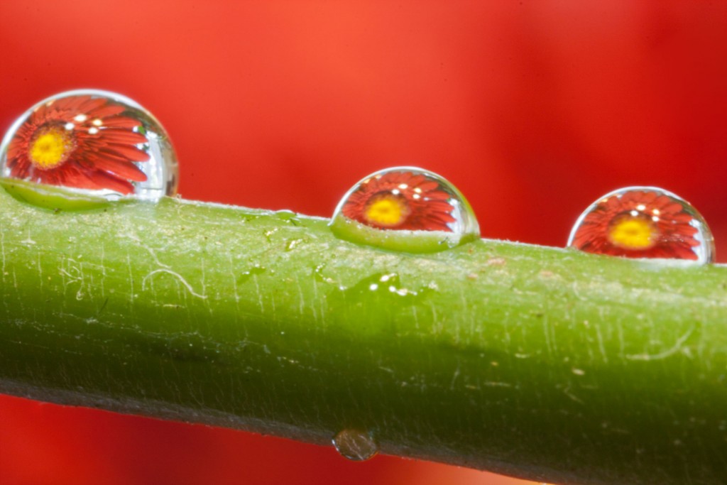 Red-Daisies-In-Waterdrops