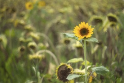 A lone healthy sunflower in a field of sunflowers well past their prime