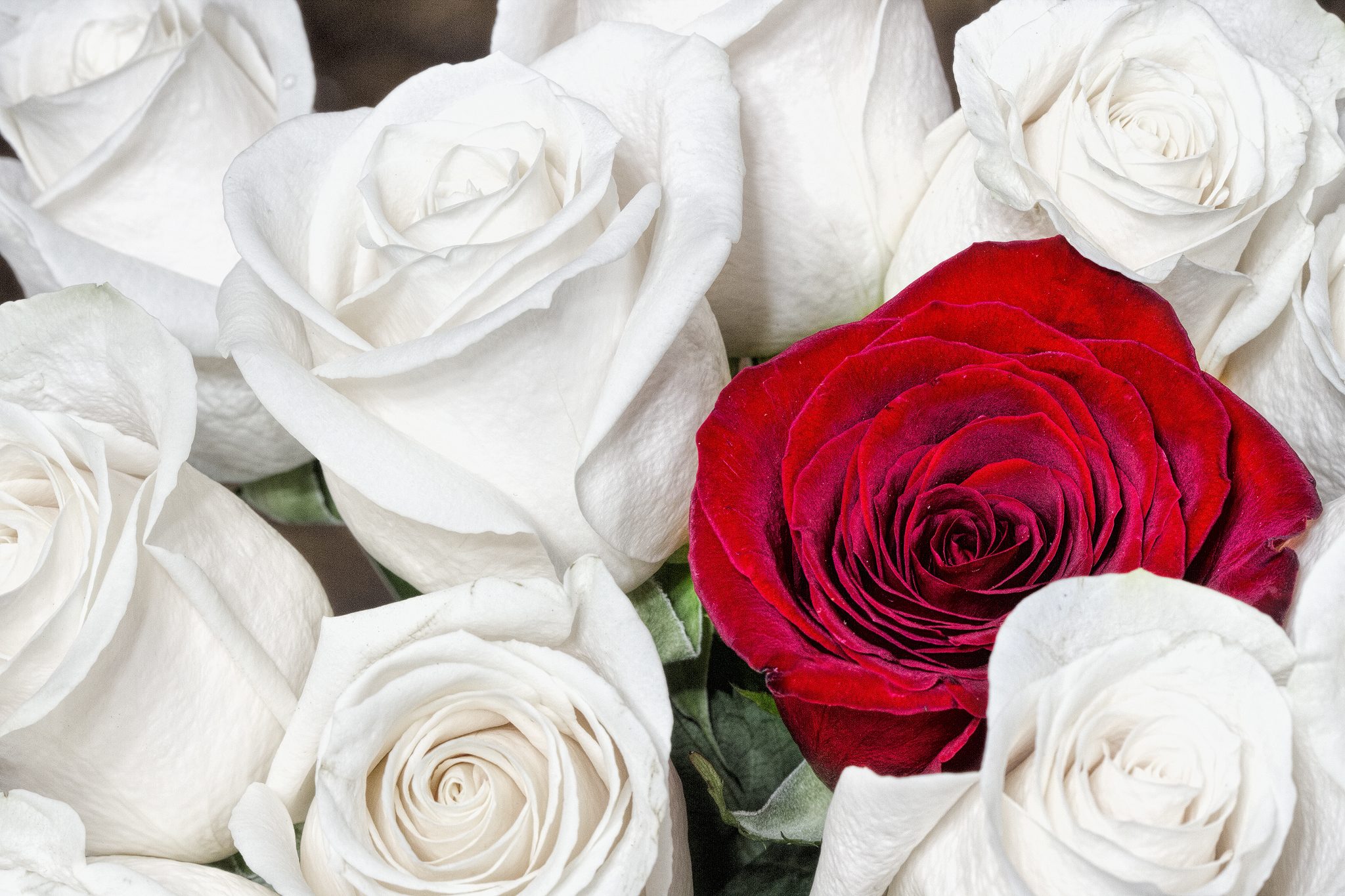 A red rose shot in a group of white roses.