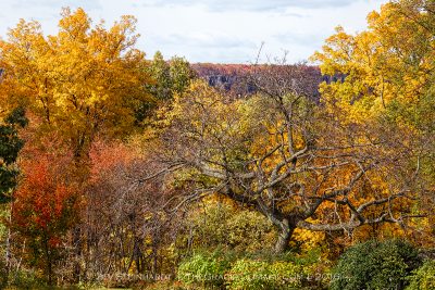 Autumn Color at Wave Hill, Bronx NY