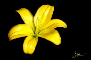 Yellow Lily on Black